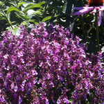 Teucrium chamaedrys Wall Germander