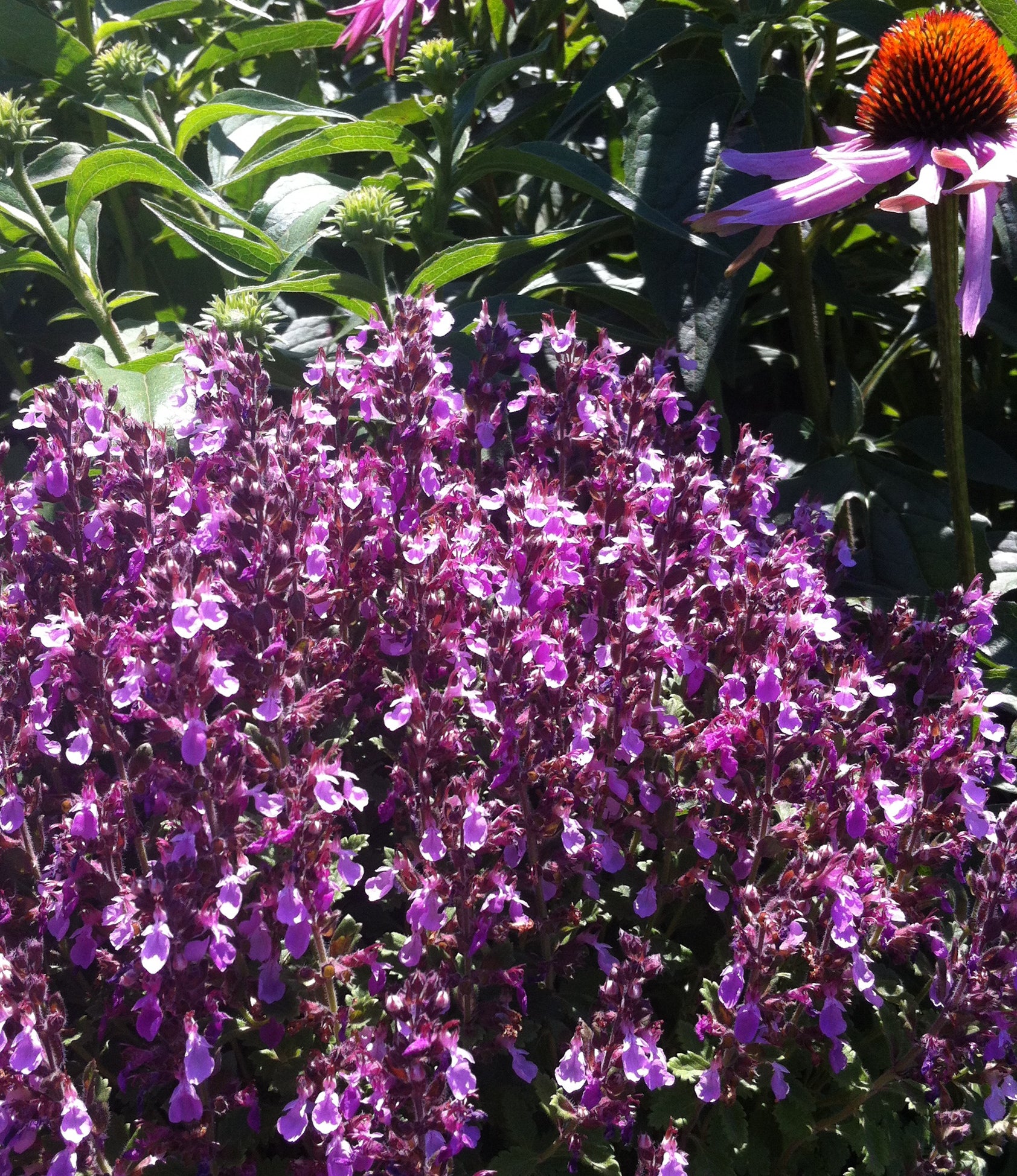 Teucrium chamaedrys Wall Germander