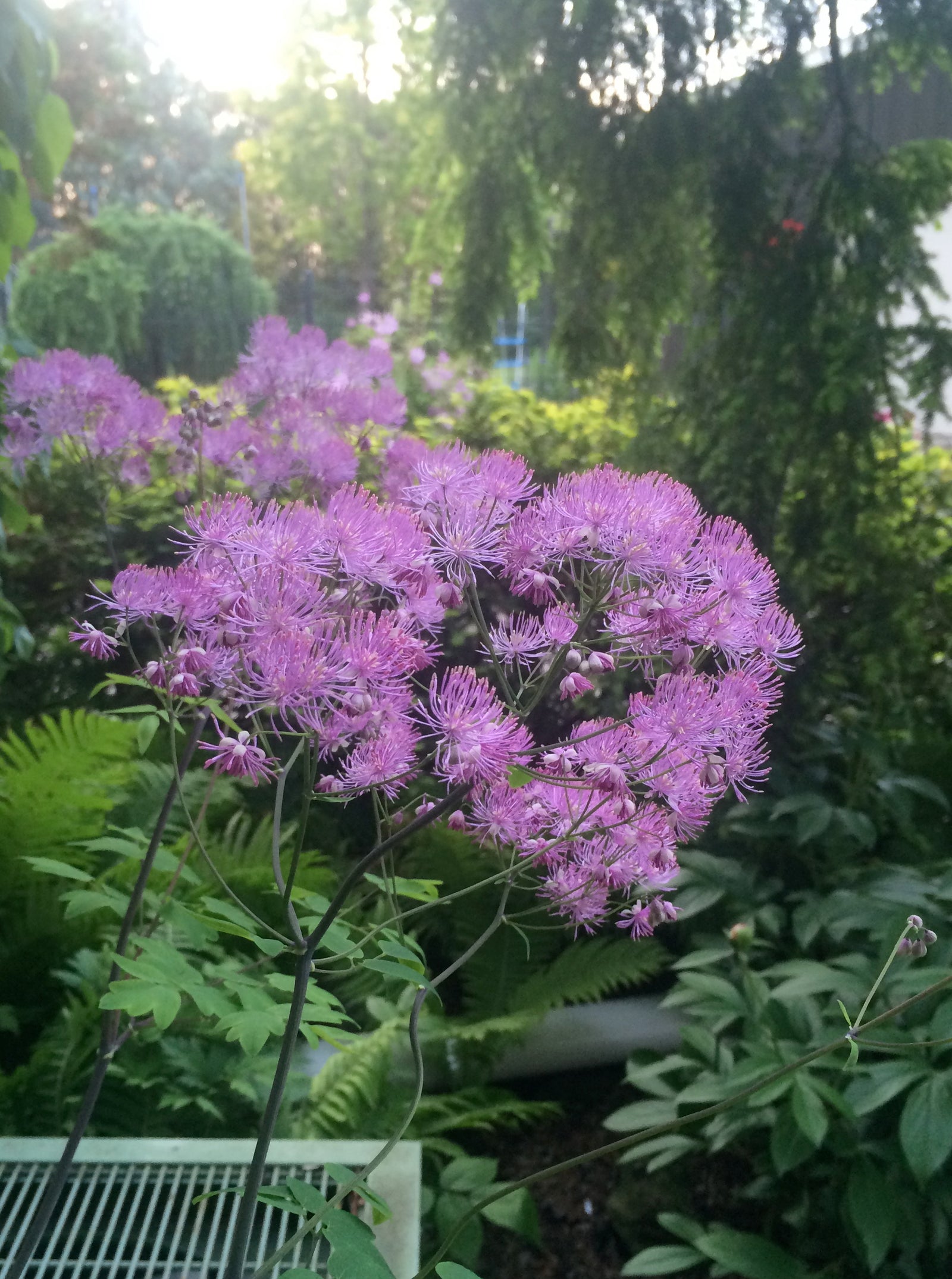 Thalictrum x Black Stockings Meadow Rue