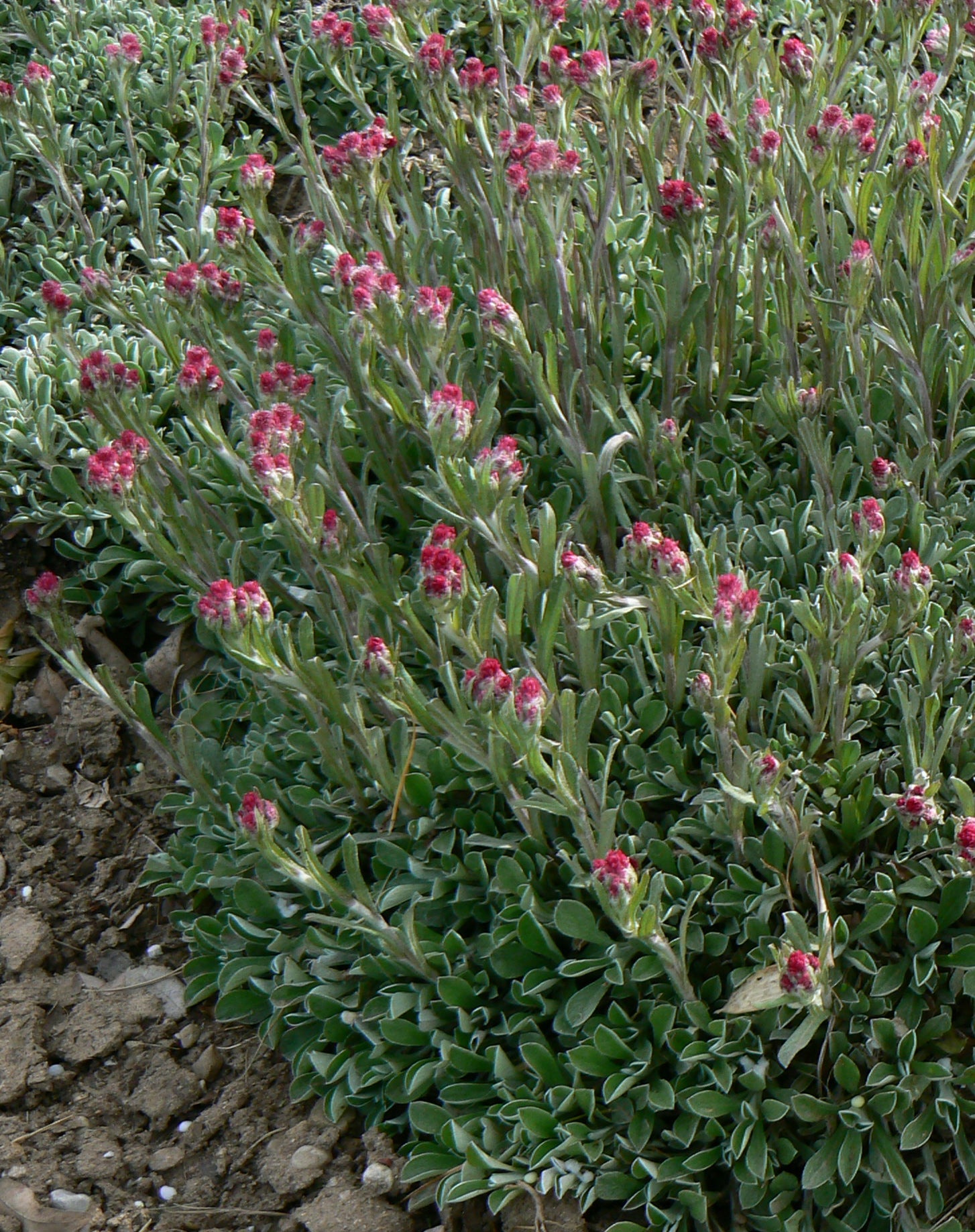 Antennaria dioica Rubra Pink Pussytoes