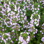 Thymus x citriodorus Lemon Thyme