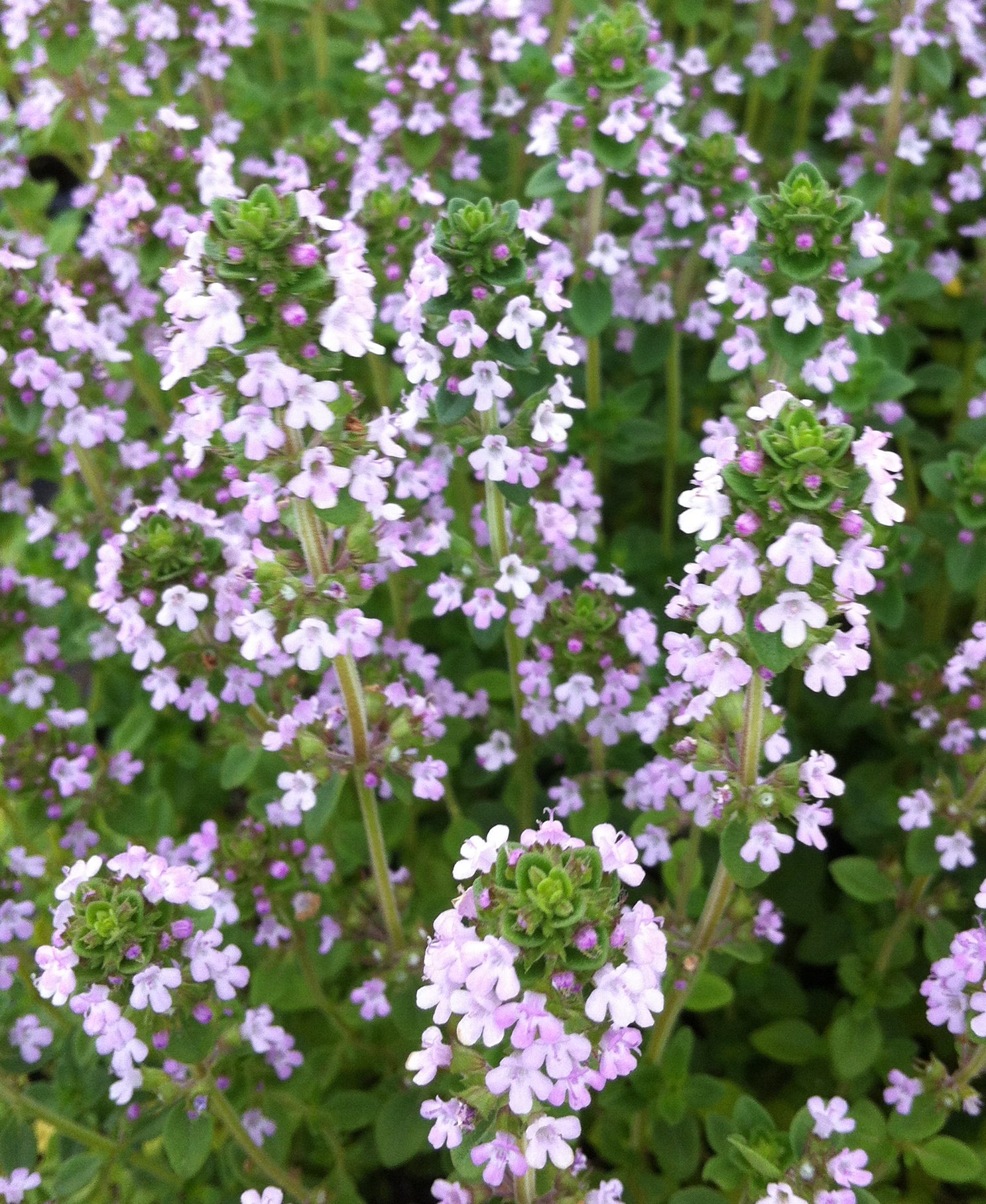 Thymus x citriodorus Lemon Thyme