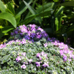 Thymus praecox Elfin Thyme