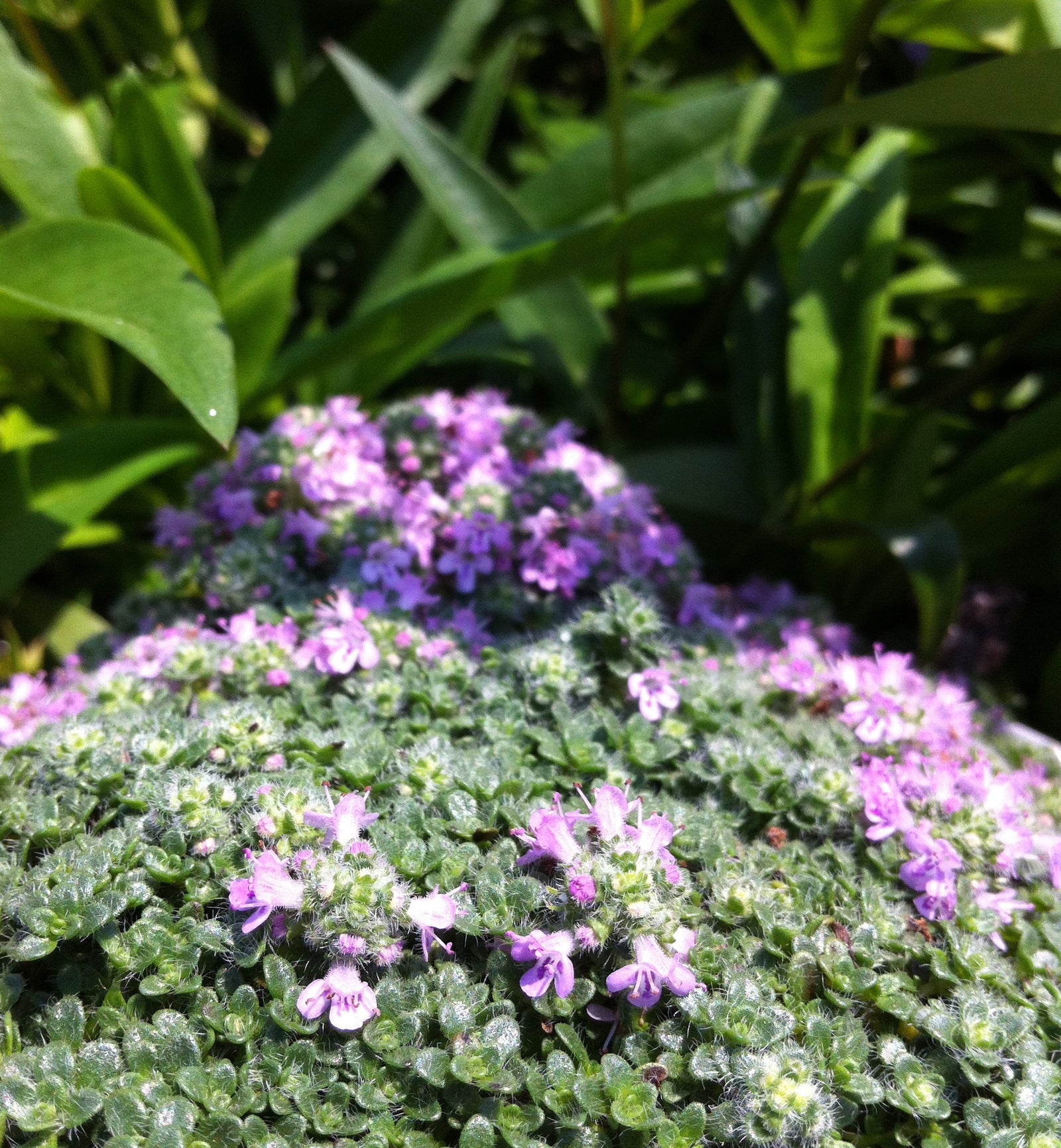 Thymus praecox Elfin Thyme