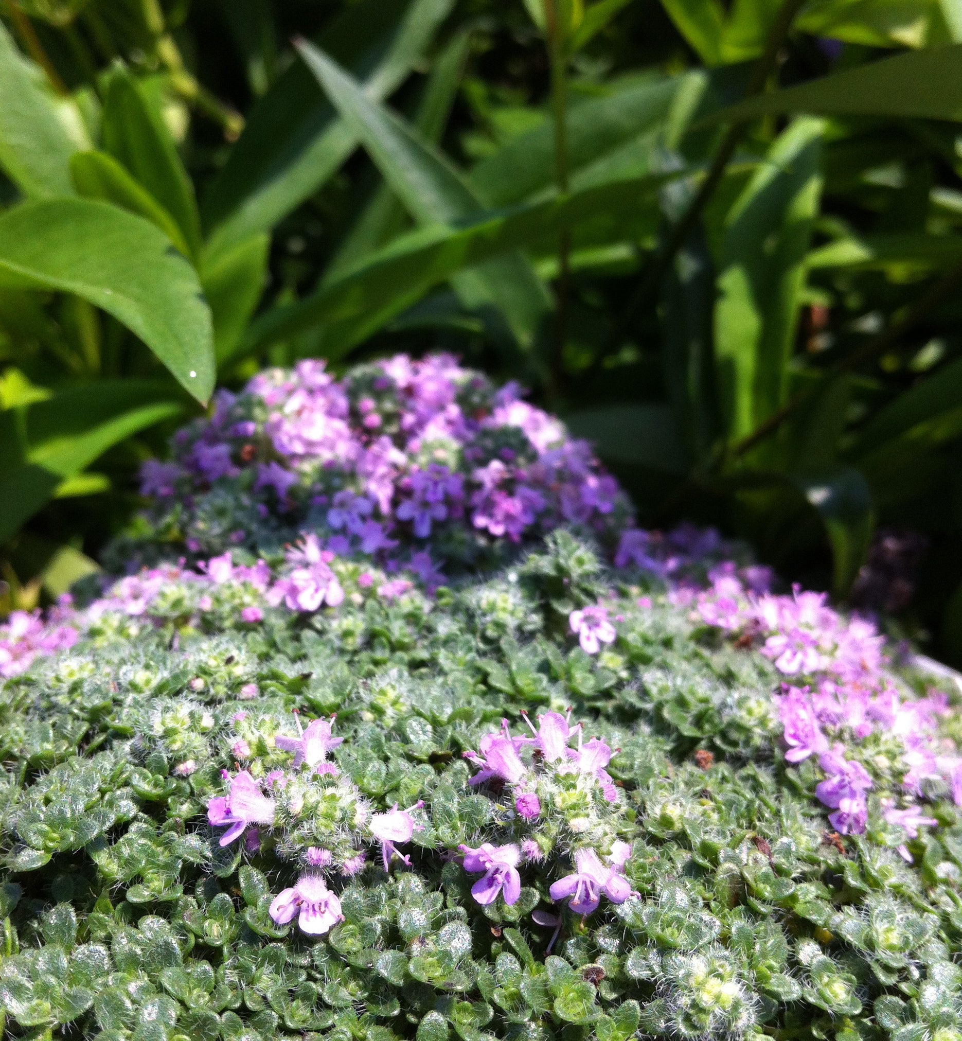 Thymus praecox Elfin Thyme