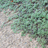 Thymus pseudolanuginosus Woolly Thyme