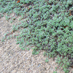 Thymus pseudolanuginosus Woolly Thyme