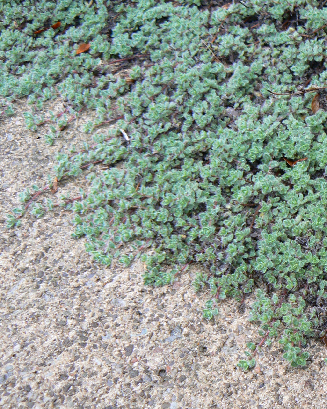 Thymus pseudolanuginosus Woolly Thyme