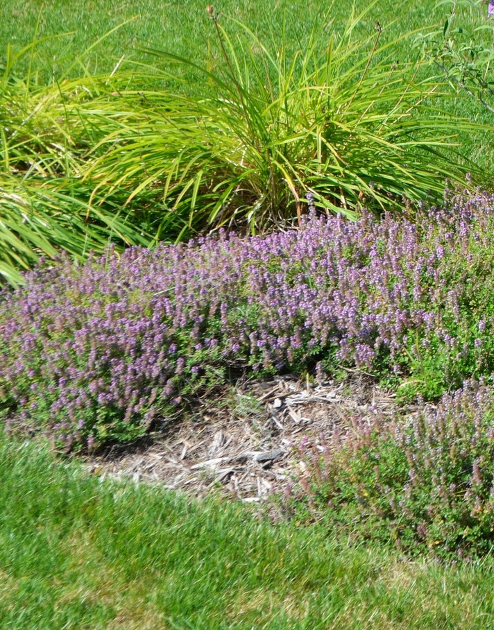 Thymus serpyllum Mother of Thyme