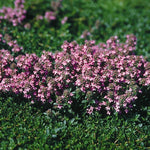 Thymus serpyllum Magic Carpet Creeping Thyme