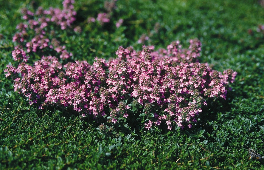 Thymus serpyllum Magic Carpet Creeping Thyme