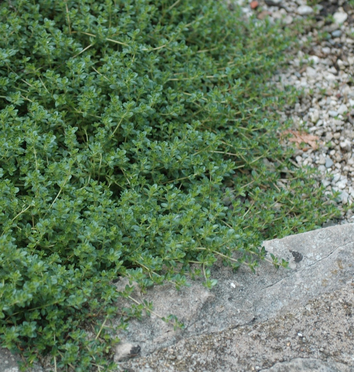 Thymus serpyllum Pink Chintz Creeping Thyme