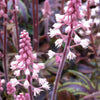 Tiarella x Candy Striper PP15528 Foam Flower