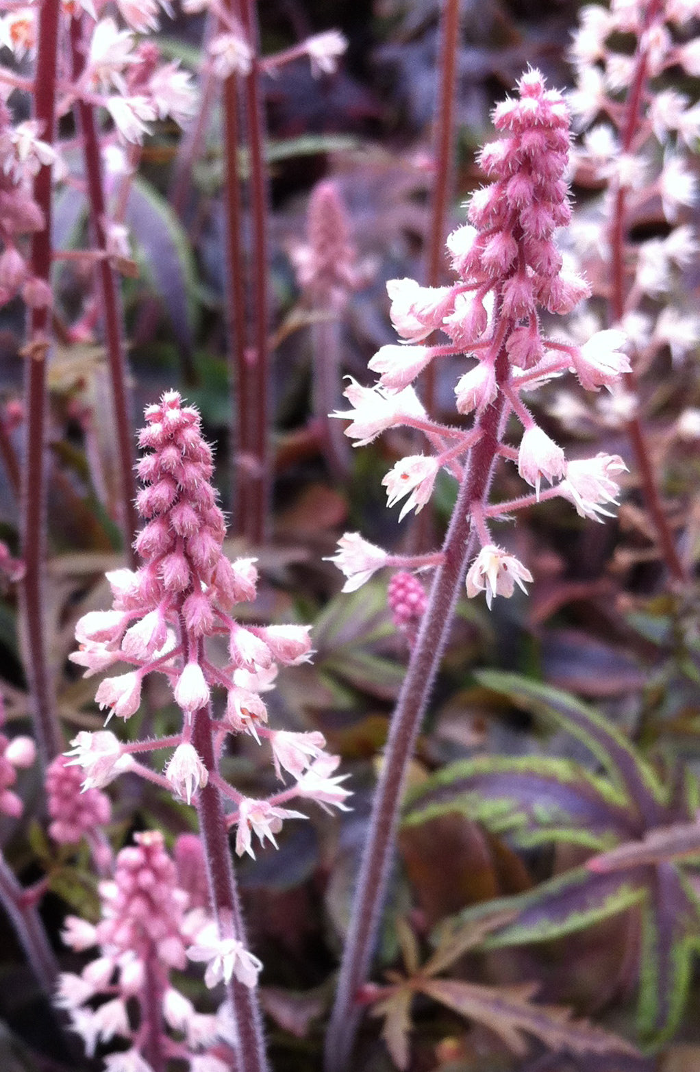 Tiarella x Candy Striper PP15528 Foam Flower