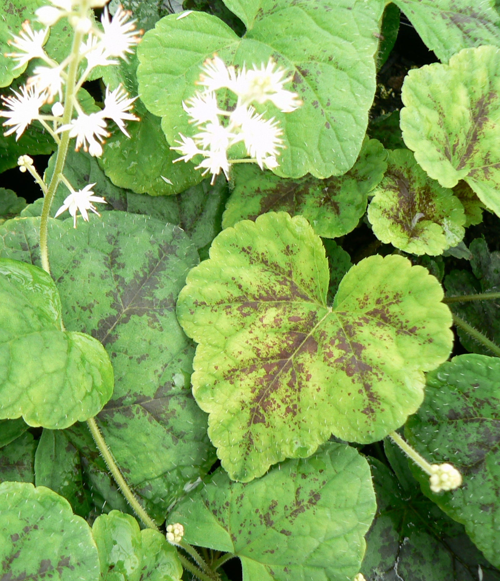 Tiarella cordifolia Running Tapestry Foam Flower