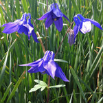 Aquilegia alpina Alpine Columbine