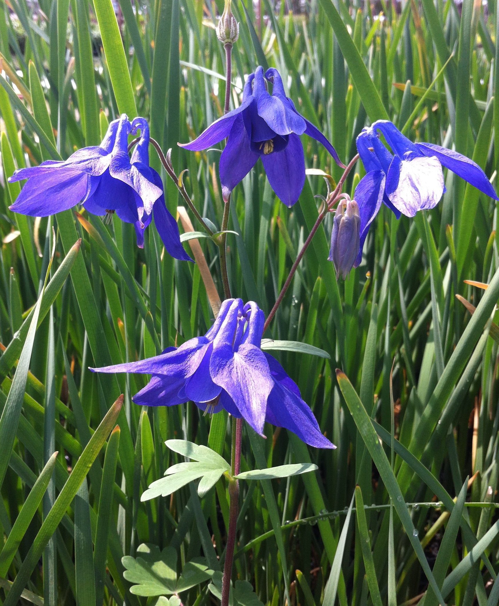 Aquilegia alpina Alpine Columbine