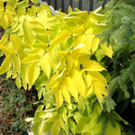 Aralia cordata Sun King Golden Japanese Spikenard