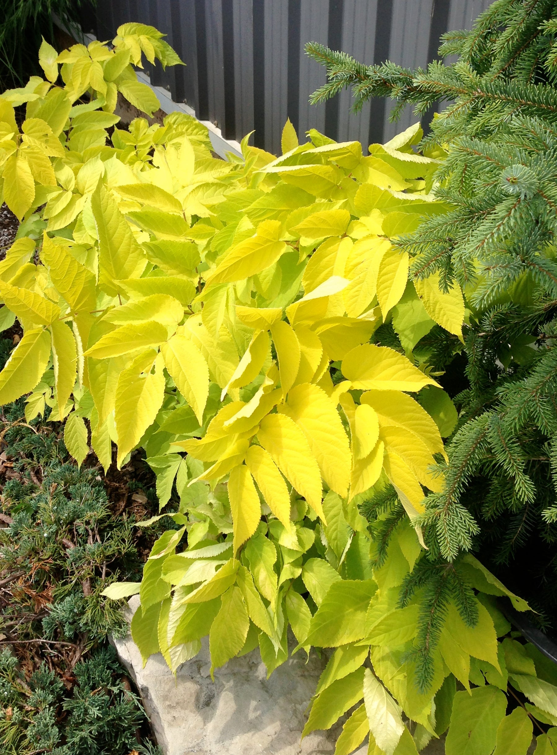 Aralia cordata Sun King Golden Japanese Spikenard