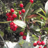 Aronia arbutifolia Brilliantissima Red Chokeberry