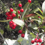 Aronia arbutifolia Brilliantissima Red Chokeberry