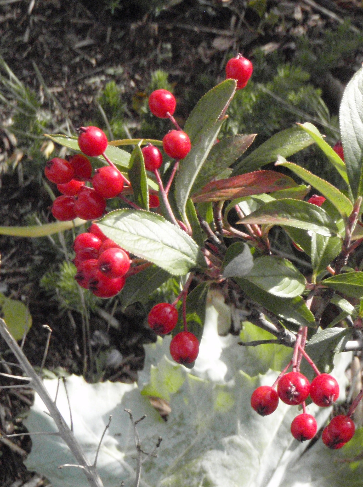 Aronia arbutifolia Brilliantissima Red Chokeberry