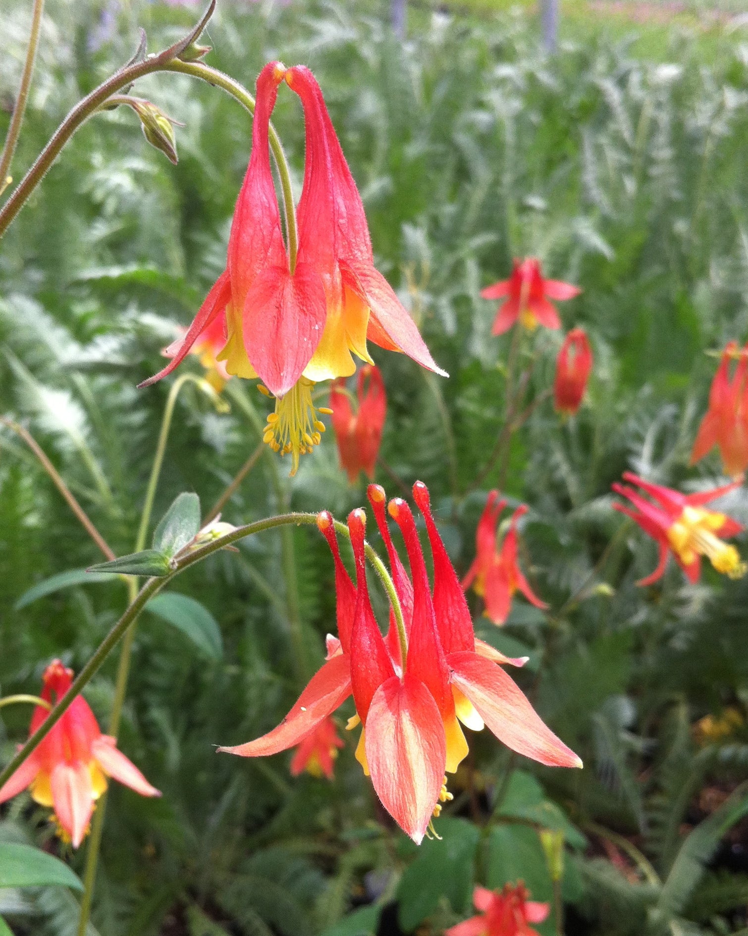 Aquilegia canadensis Wild Columbine