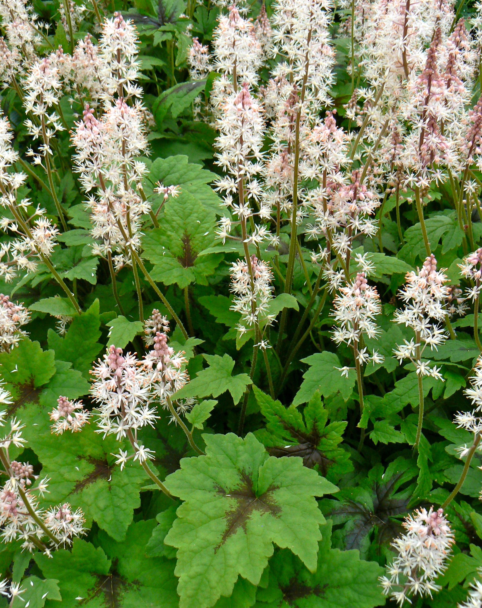 Tiarella x Sugar and Spice PP16738, COPF Foam Flower