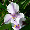 Tradescantia x Bilberry Ice Spiderwort