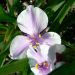 Tradescantia x Bilberry Ice Spiderwort