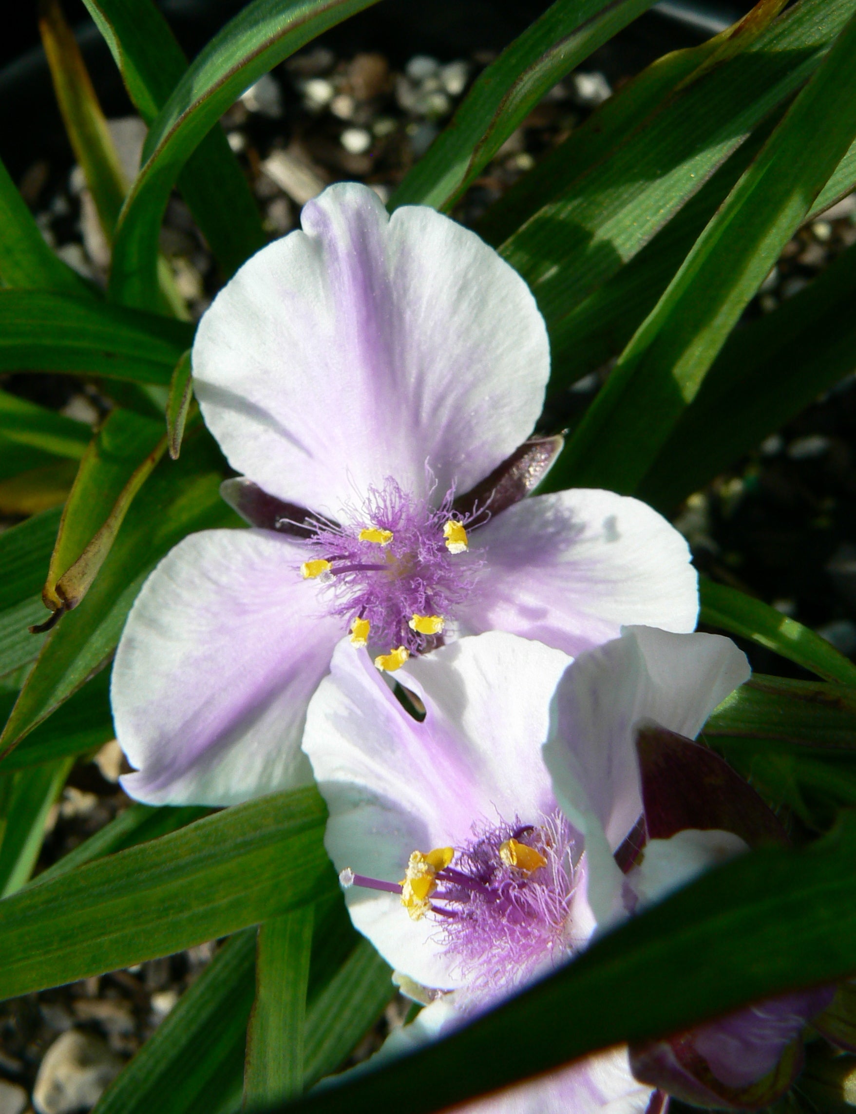 Tradescantia x Bilberry Ice Spiderwort