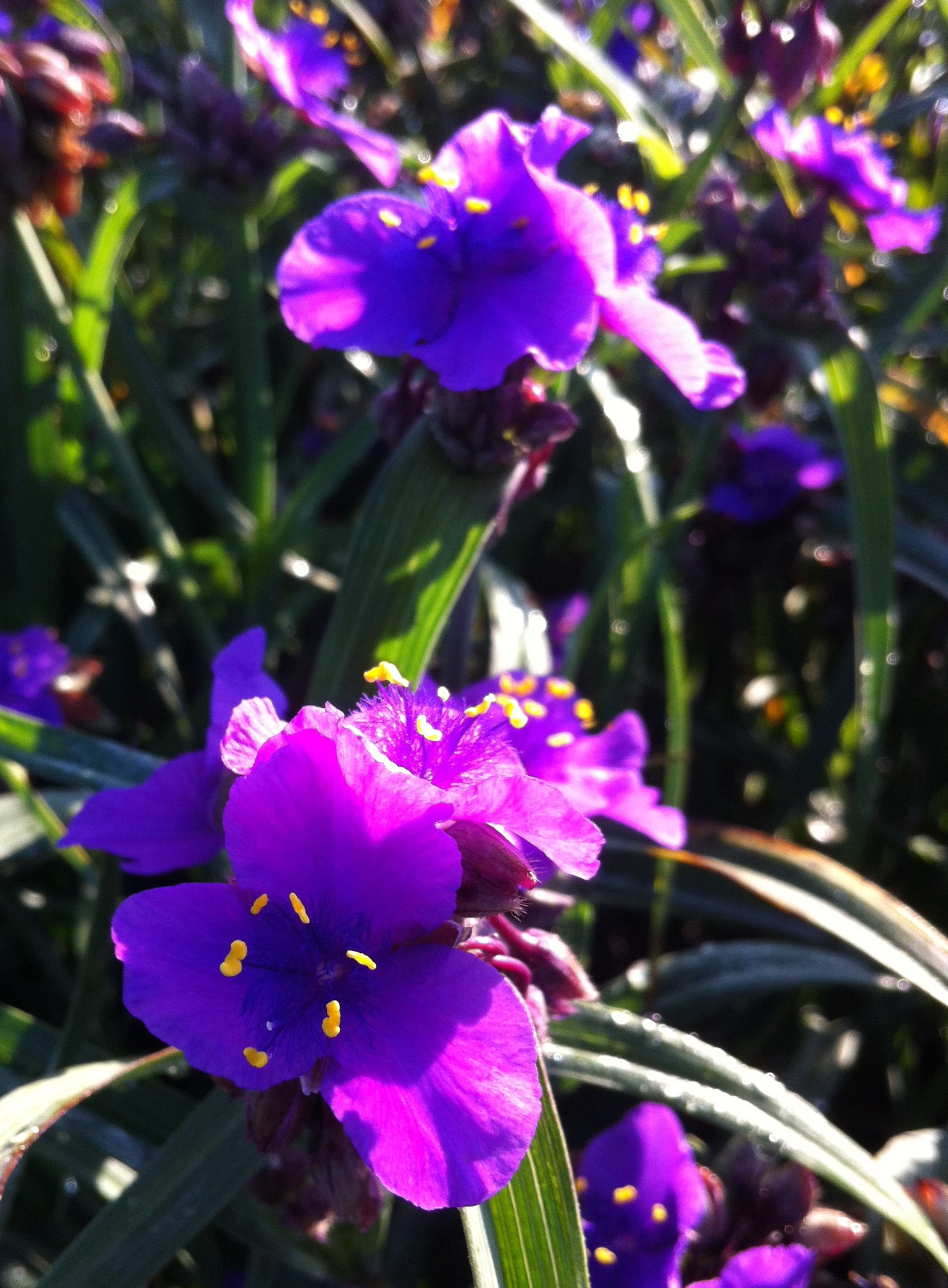 Tradescantia x Concord Grape Spiderwort