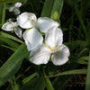 Tradescantia x Innocence Spiderwort