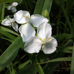 Tradescantia x Innocence Spiderwort