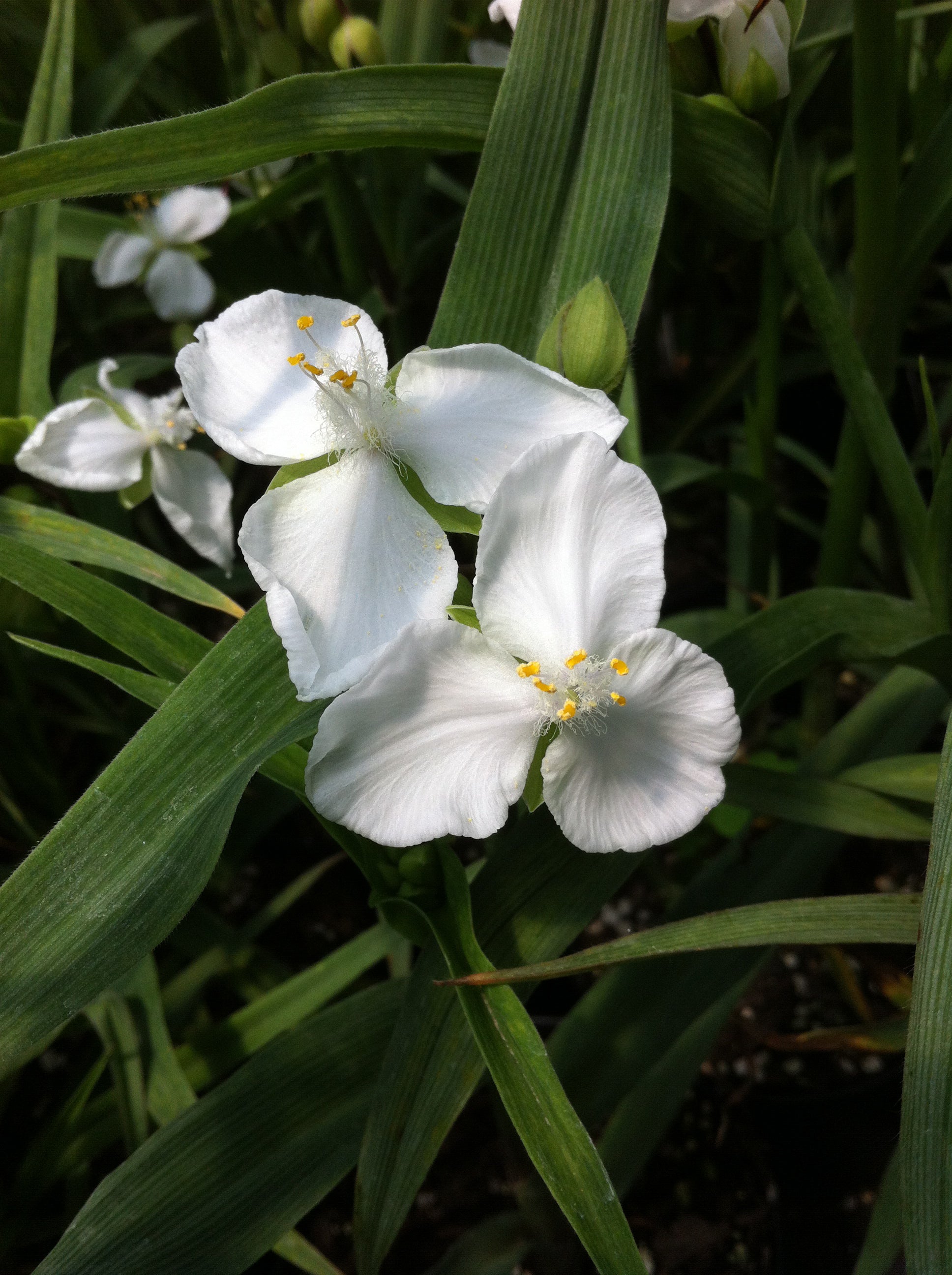 Tradescantia x Innocence Spiderwort