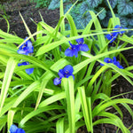 Tradescantia x Sweet Kate Spiderwort