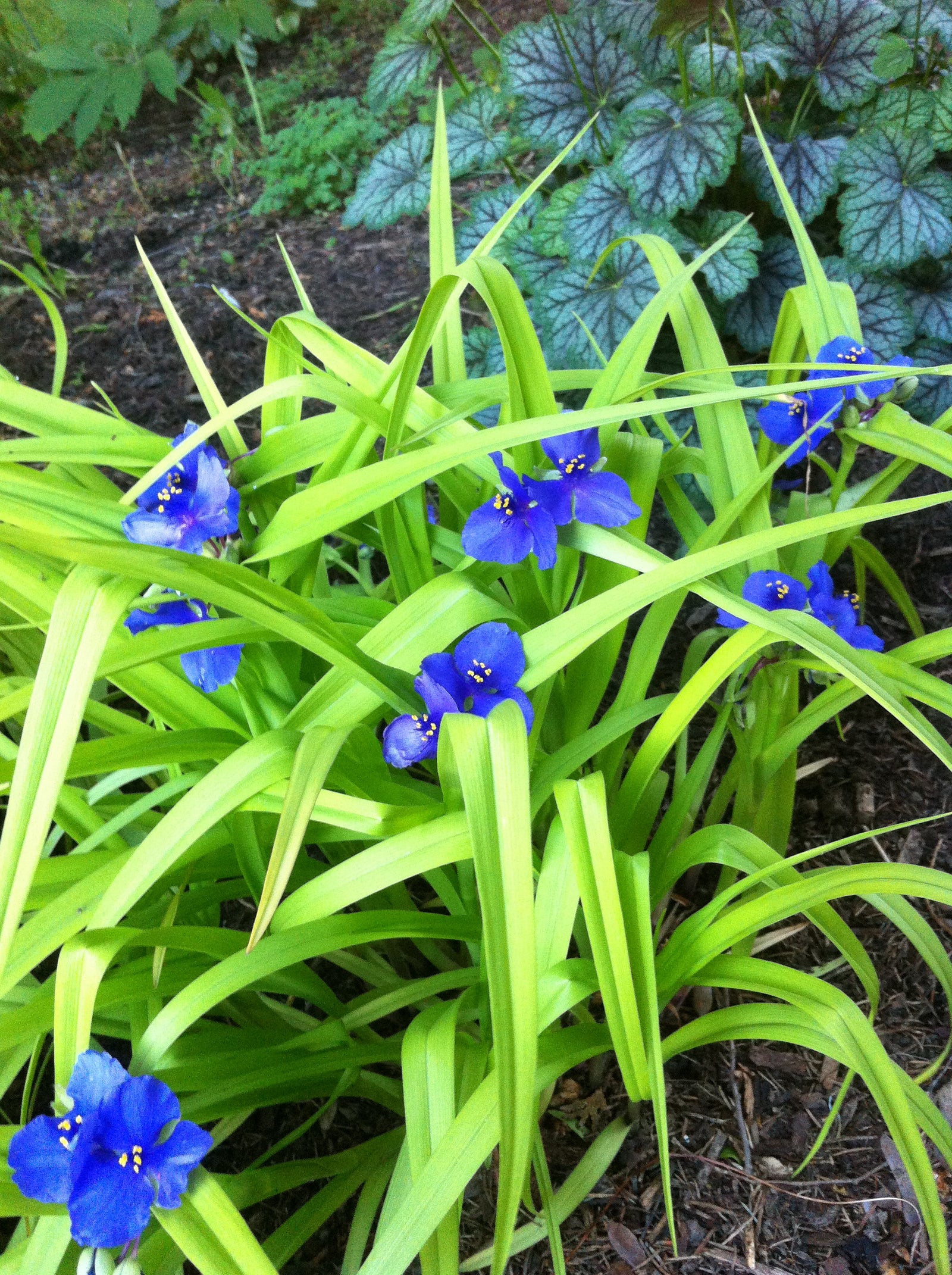 Tradescantia x Sweet Kate Spiderwort