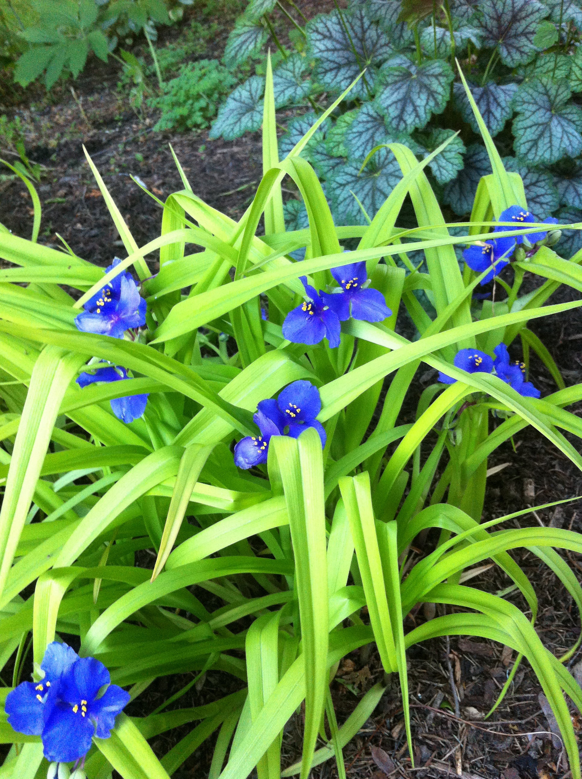 Tradescantia x Sweet Kate Spiderwort