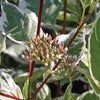 Cornus alba Elegantissima Silver Edge Dogwood