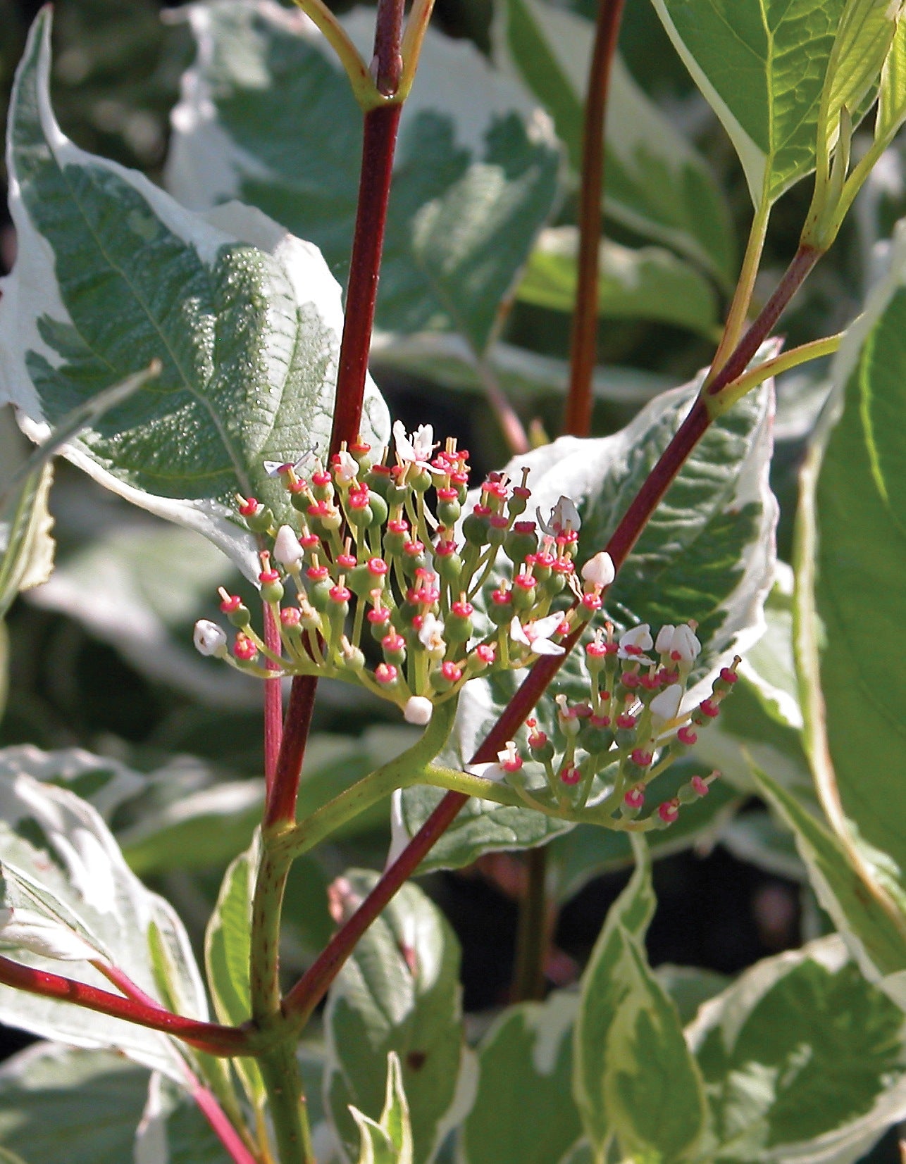 Cornus alba Elegantissima Silver Edge Dogwood