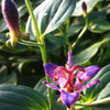 Tricyrtis formosana Gilt Edge Toad Lily