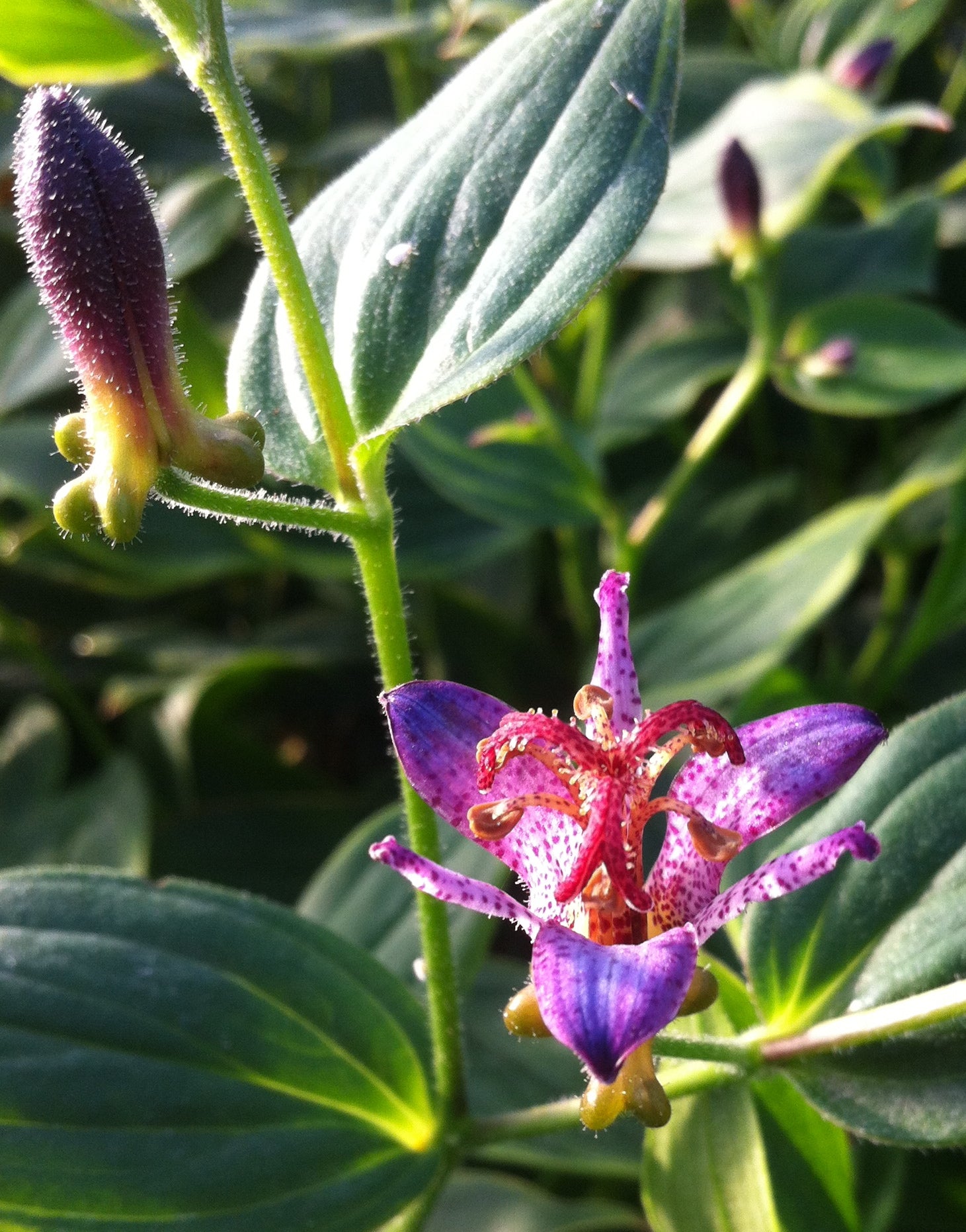 Tricyrtis formosana Gilt Edge Toad Lily