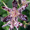 Tricyrtis hirta Miyazaki Japanese Toad Lily