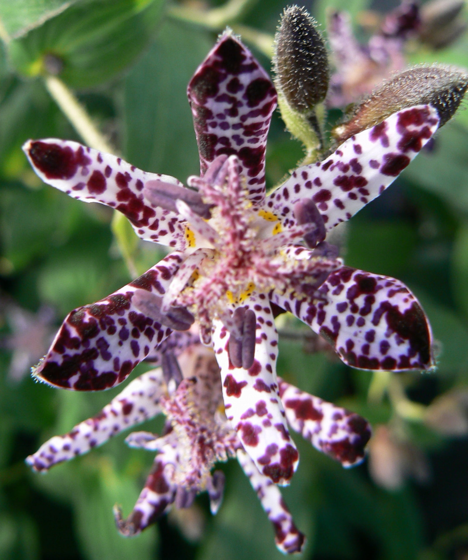 Tricyrtis hirta Miyazaki Japanese Toad Lily