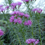 Vernonia lettermannii Iron Butterfly Narrow leaf Ironweed