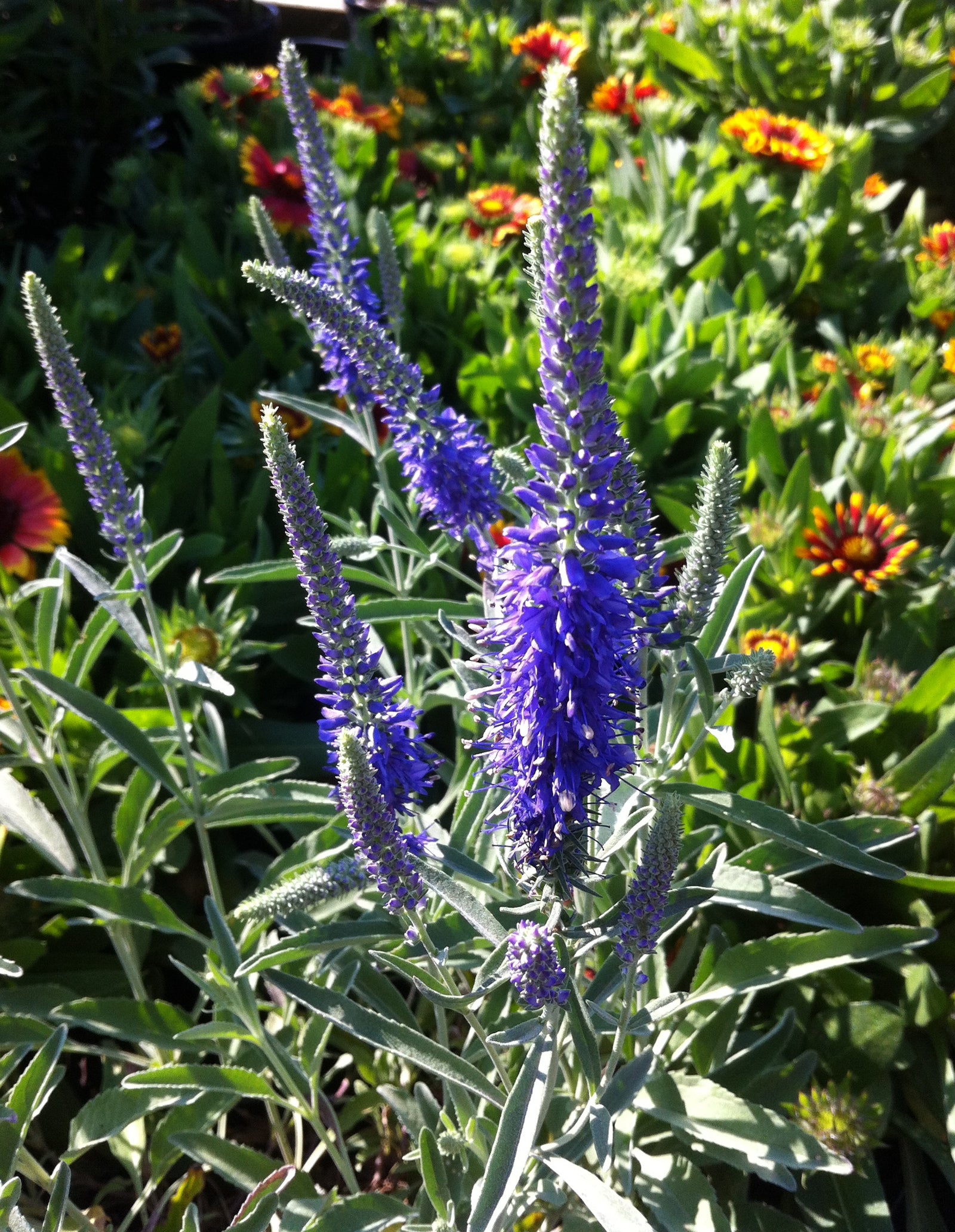 Veronica incana Silver Speedwell