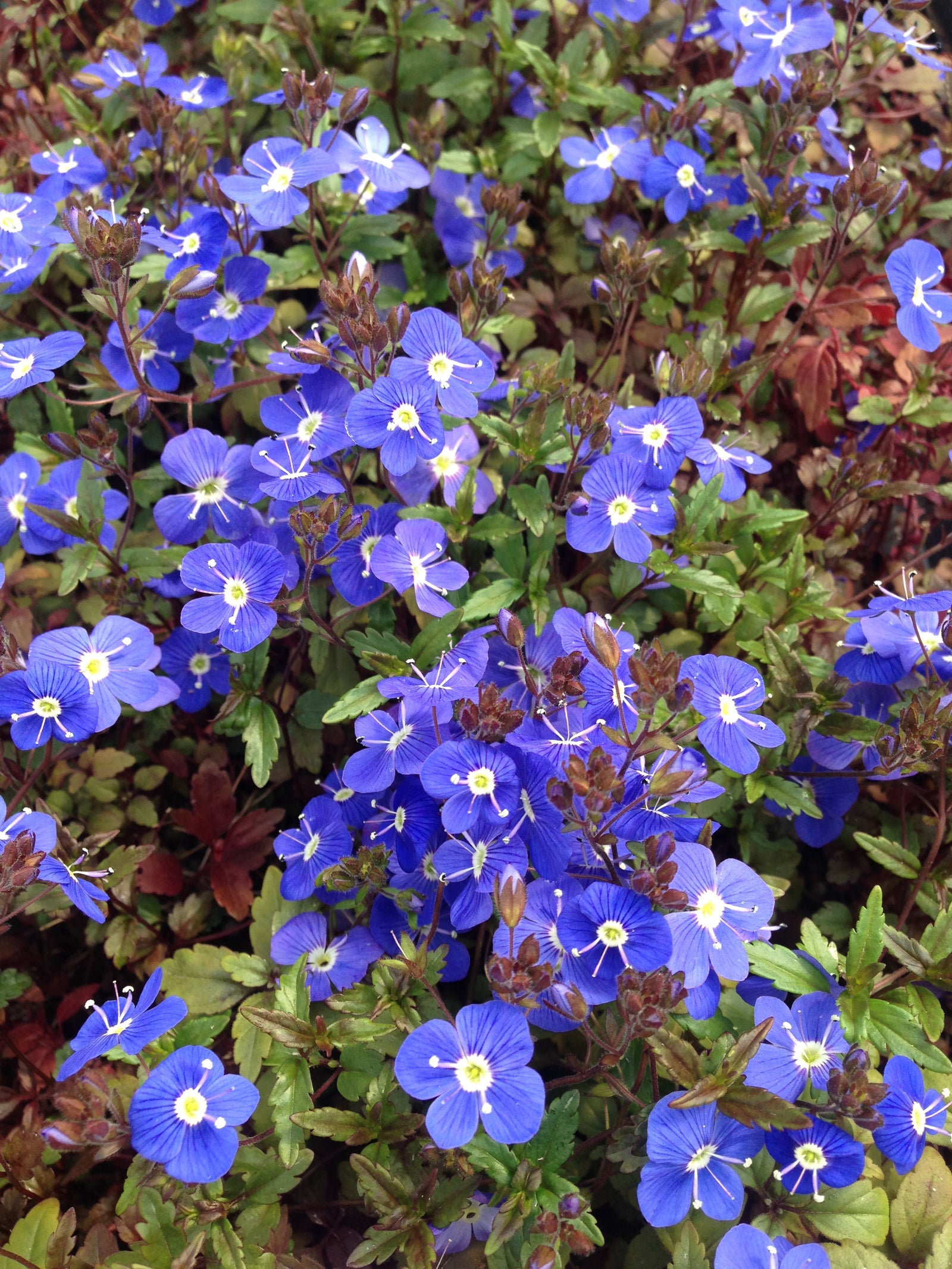 Veronica peduncularis Georgia Blue Russian Speedwell