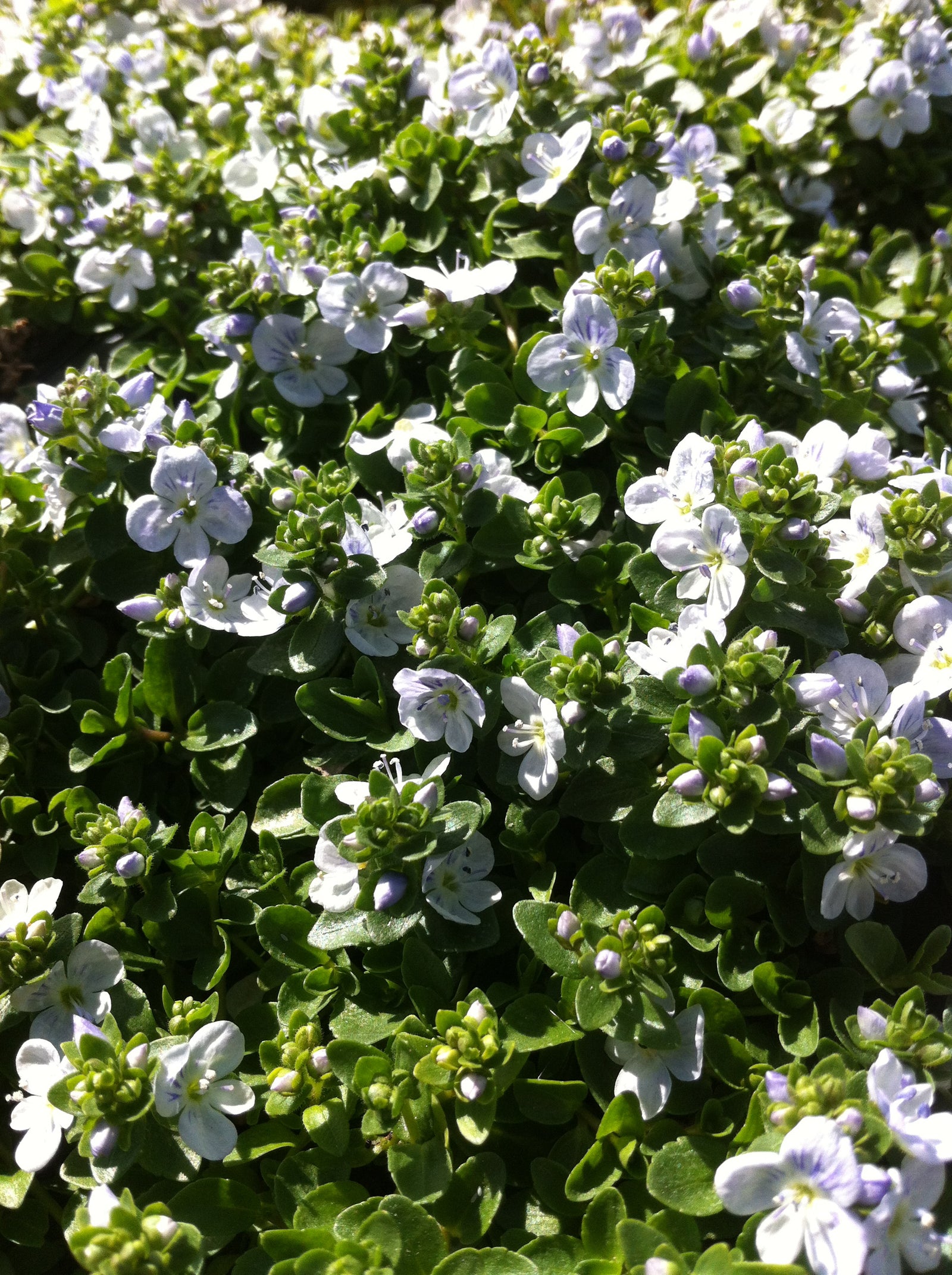 Veronica repens Creeping Speedwell