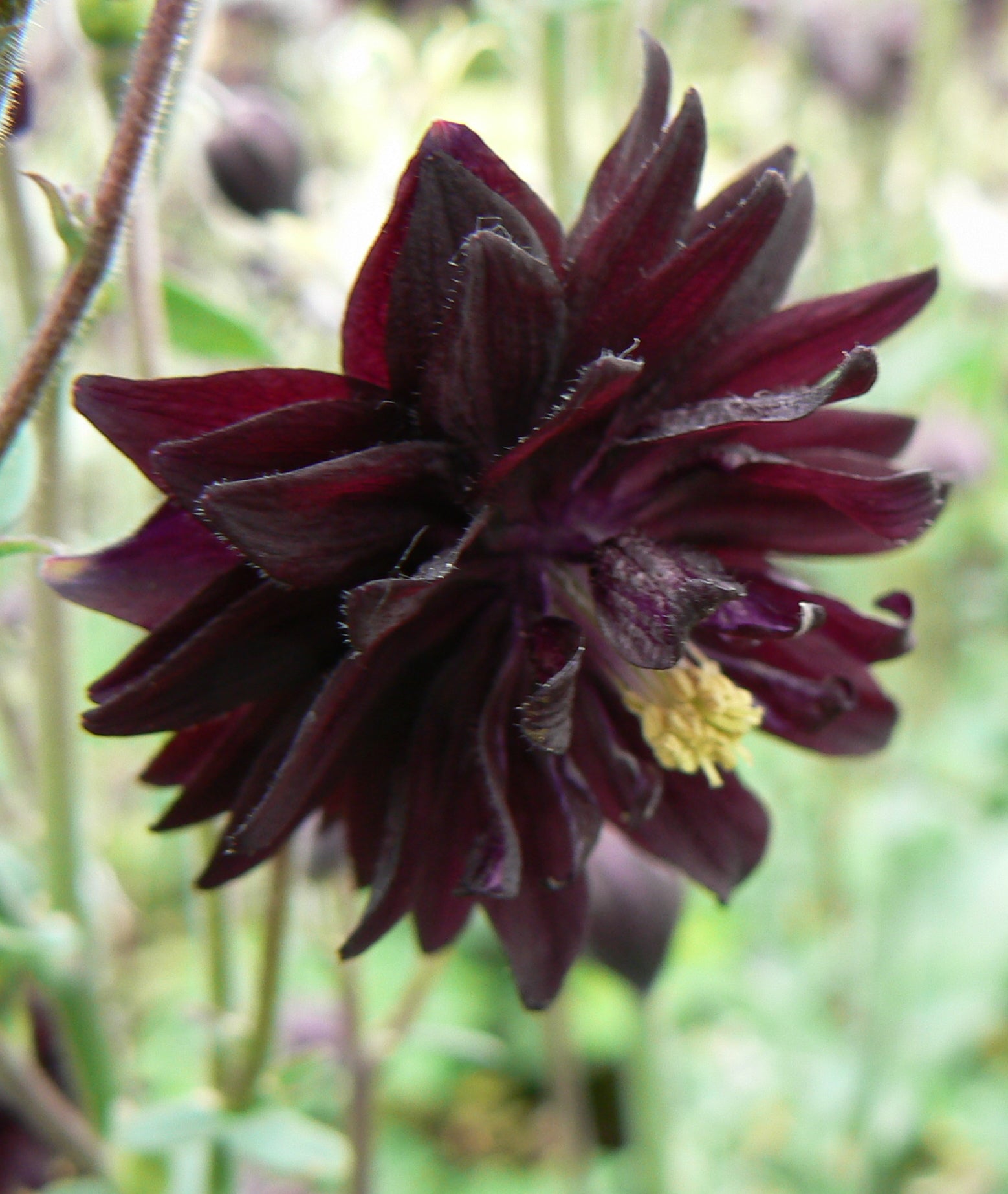 Aquilegia vulgaris Black Barlow Columbine