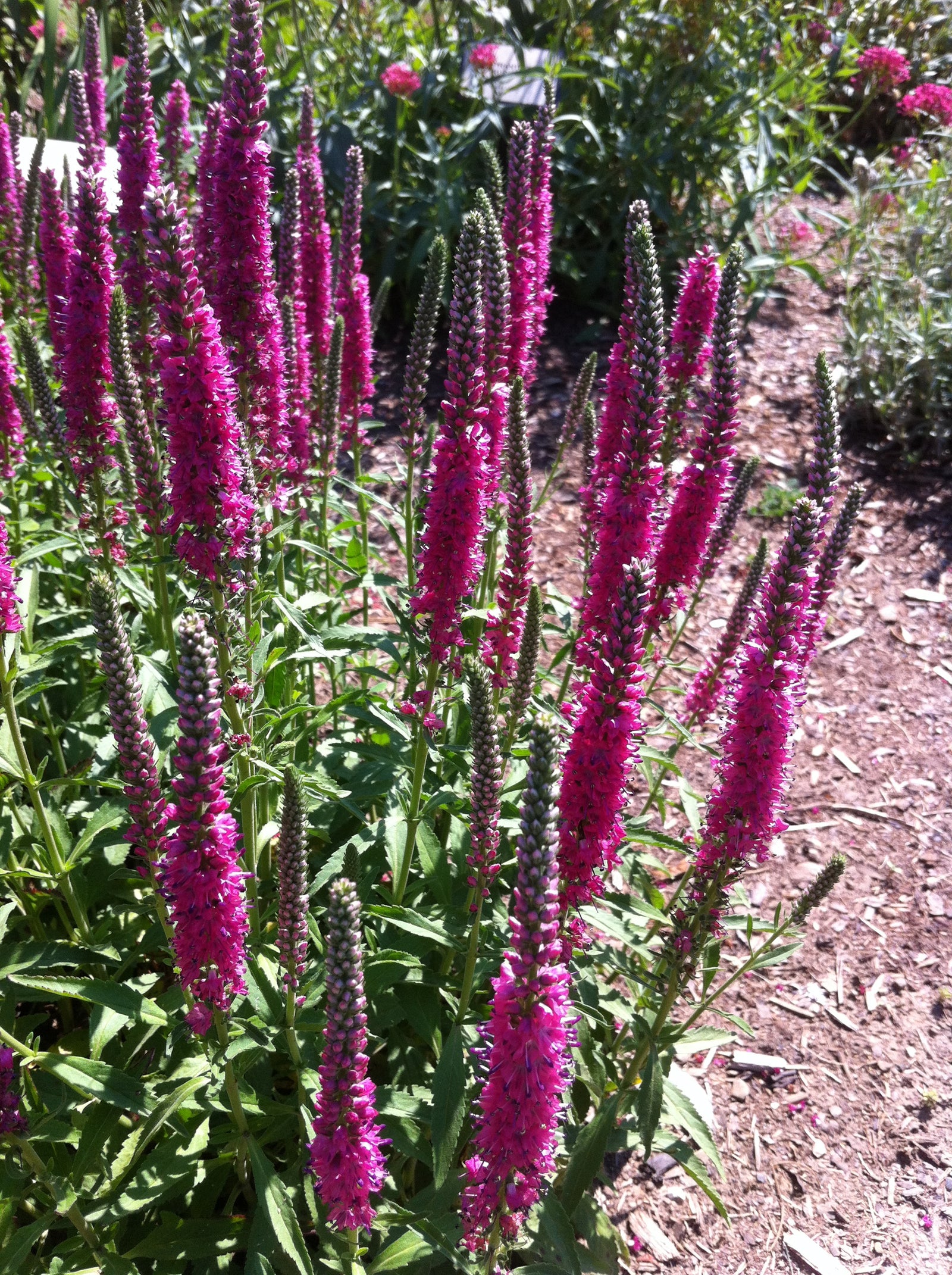 Veronica spicata Red Fox Rotfuchs Red Fox Speedwell